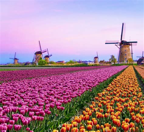 Amsterdam Tulips: How To See These Majestic Blooms in 2020 (With images) | Amsterdam tulips ...