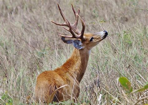 Marsh Deer in The Pantanal | The Pantanal Wild Brazil South … | Flickr