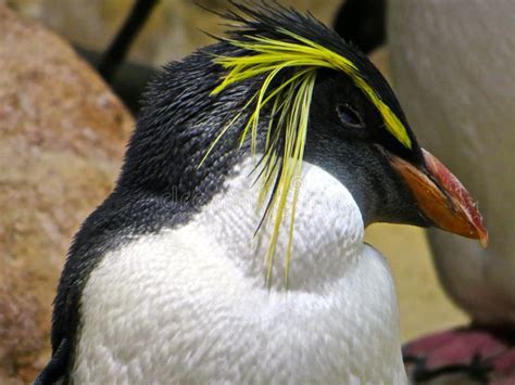 Fiordland Penguin stock image. Image of organism, feather - 42894275