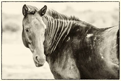 I Took Pictures Of Wild Horses In South Africa, Here Are 27 Of Them ...