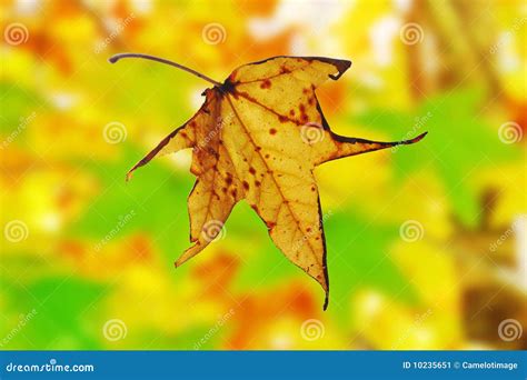 Autumn Leaf Falling From Maple Tree Royalty-Free Stock Photography ...