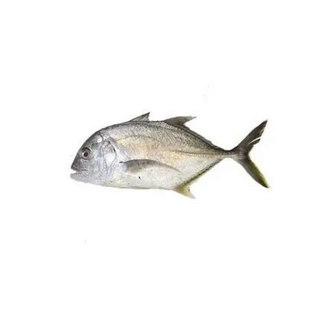 Trevally Fish, 0.275 Kg at Rs 500/kg in Chennai | ID: 21004441133