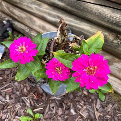 Why Does My Common Zinnia Have Yellow Leaves?