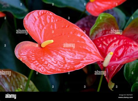 Red Spadix Stock Photos & Red Spadix Stock Images - Alamy