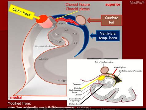 Hippocampus Anatomy Coronal