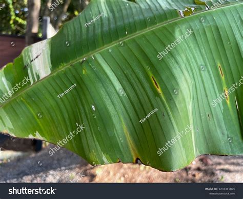 50 Disease Banana Leaf Images Images, Stock Photos & Vectors | Shutterstock