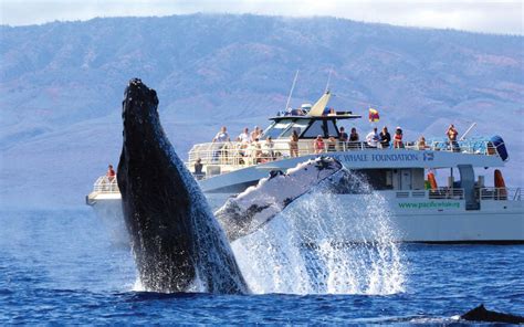 Whale Watching Tours Maui Hawaii Package - Inge Regine