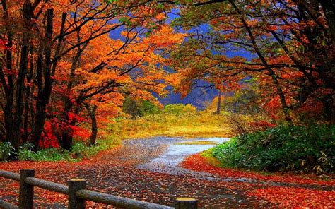 Buy Avikalp Awi3274 Beautiful Road Falling Leaves Autumn Colorful Trees ...