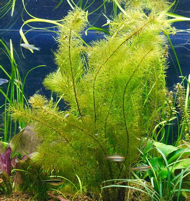 Aquarium Plant Diseases and Parasites, Aquarium Snails and Other Problems