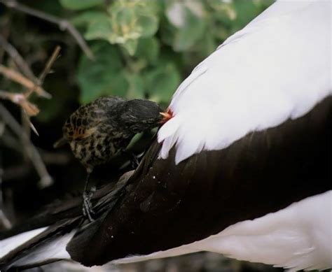 Vampire Finch (Geospiza difficilis septentrionalis) The New York Times ...