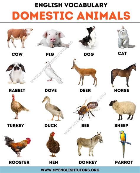 List of Animals: An Ultimate List of Animal Names in English – My ...