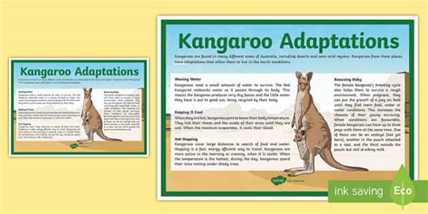 Kangaroo Adaptations Display Poster (l'insegnante ha fatto)