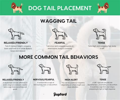 What Your Dog’s Tail Can Teach You + Dog Tail Meaning | Pupford