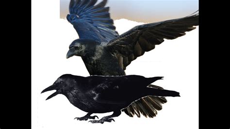 CROW MATING, MATING OF CROWS, CROW MATING SOUNDS, CROW MATING CALL ...