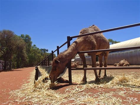 Uluru Travel Blog: Discovering Uluru in Three Days