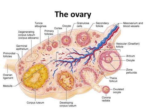 Ovaries - Function, Location, Hormones Produced. What control it?