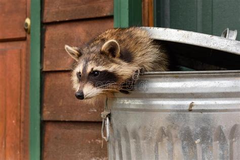 Raccoon (Procyon Lotor) in Trash Can Leans Out Autumn Stock Image ...