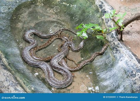 Python molurus bivittatus stock image. Image of deadly - 57235591