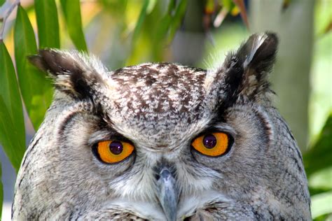 File:Owl eyes.jpg - Wikipedia