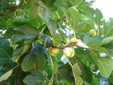 Ficus carica (Common Fig) | North Carolina Extension Gardener Plant Toolbox