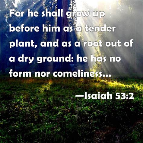 Isaiah 53:2 For he shall grow up before him as a tender plant, and as a ...