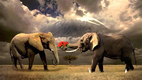 HD Elephant Wallpapers - Wallpaper Cave