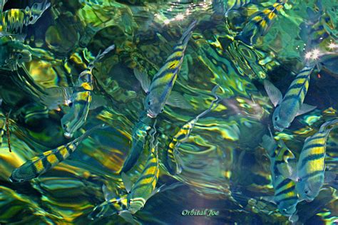Feeding Frenzy | Very cool little fishies...Fighting for bre… | Flickr
