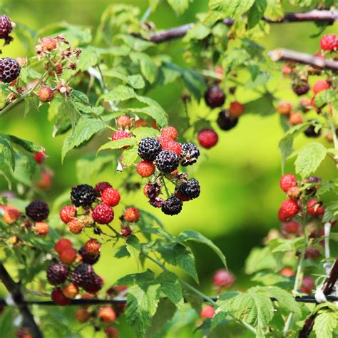 Cumberland Black Raspberry Plants | Greenwood Nursery