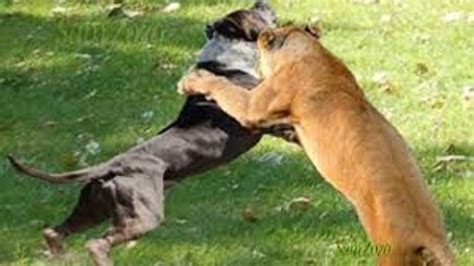 Spectacular attacks of wild animals. Fight for survival. Fighting animals - YouTube