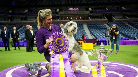 2023 Westminster Dog Show Highlights: Westminster Dog Show: Buddy Holly Wins Best in Show - The ...