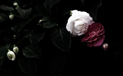 Dark Rose Aesthetic Desktop Wallpapers - Top Free Dark Rose Aesthetic ...