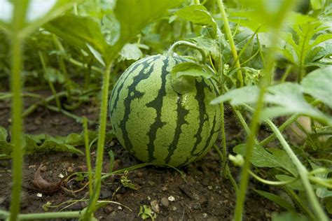 How to Grow Yellow Watermelons