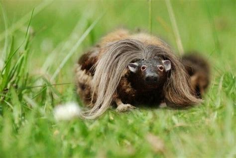 The Haggis | Haggis animal, Scotlands national animal, National animal