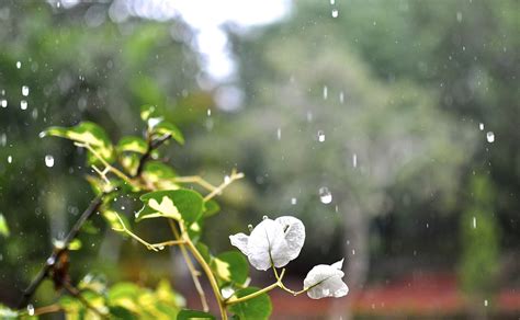 Free photo: Flower, Rain, Floral, Plant - Free Image on Pixabay - 180869