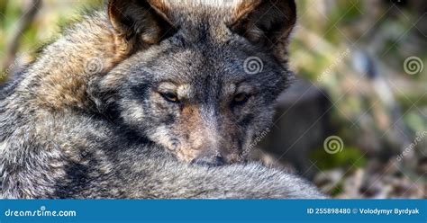 Wolf Portrait in Forest. Wildlife Scene from Nature Stock Photo - Image ...