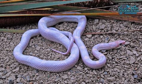 sunkissed lavender corn snake - Google Search | Corn snake, Pet snake, Snake