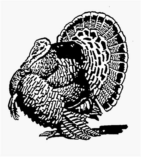 Wild Turkey Clipart Black And White , Free Transparent Clipart - ClipartKey