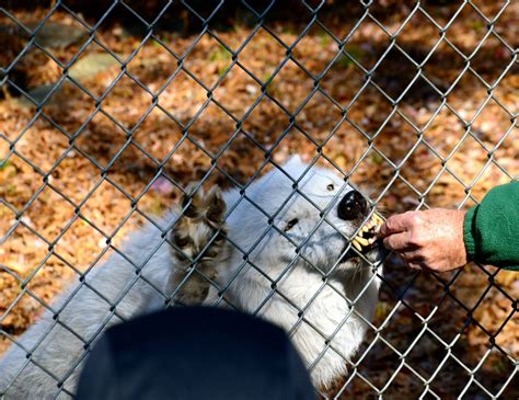 Meet the Wolves: Wolf Conservation Center in South Salem, NY