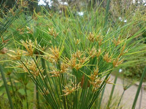 Cyperus papyrus - Egyptian Paper Grass | Plants, Cyperus papyrus, Grass ...