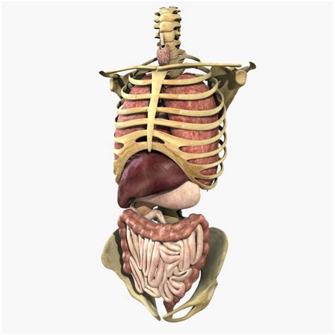 Human Torso Anatomy 3D model | CGTrader