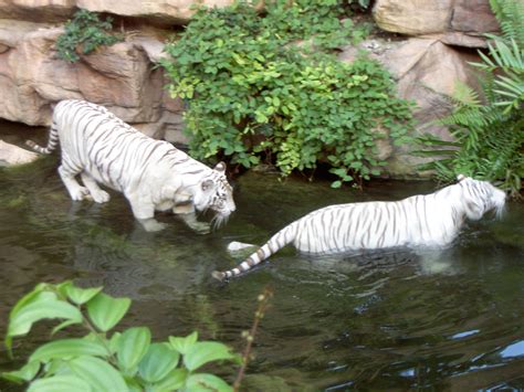 File:White tigers.jpg - Wikipedia, the free encyclopedia