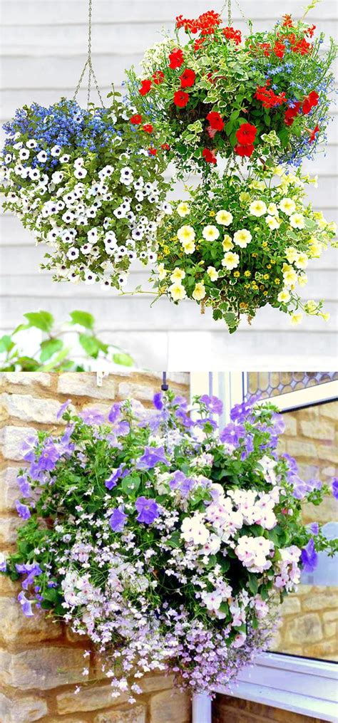 Juliane Olsen: Partial Sun Flowers For Hanging Baskets - Petunias plants perform equally well in ...