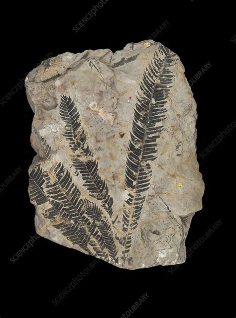 Gymnosperm fossil - Stock Image - C016/5954 - Science Photo Library