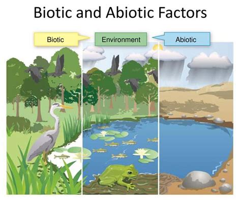 Difference Between Biotic And Abiotic Factors