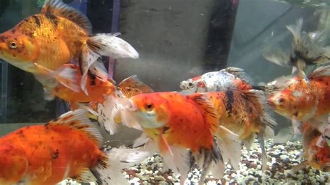 Comet GoldFish & Koi Fish ~All Fishes so Colorful~Comet Fish Tank - YouTube