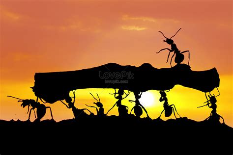 HD Ant Silhouette Backgrounds Images,Cool Pictures Free Download ...