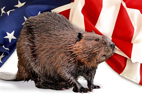 The case for making the beaver America’s national mammal.
