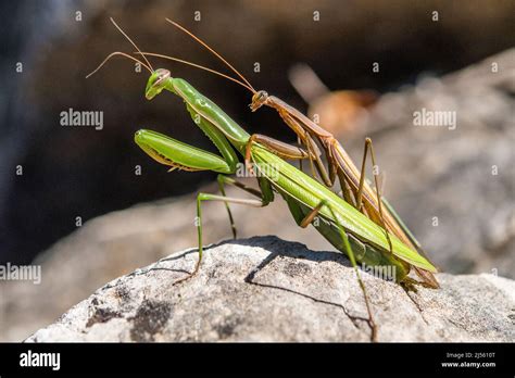 The European mantis or praying mantis (Mantis religiosa), mating ...