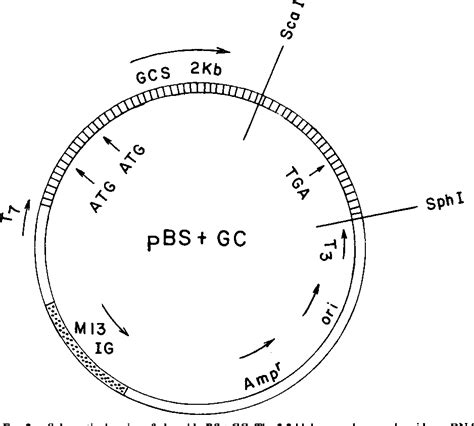 Figure 2 from The human glucocerebrosidase gene has two functional ATG initiator codons ...