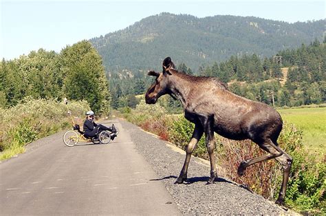 Trail of the Coeur d'Alenes and Hiawatha bike paths in Northern Idaho | Coeur d'alene, Idaho ...